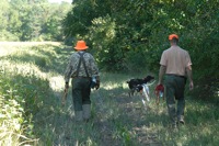 On the junior course, a Pointer and a Gordon Setter break away.