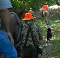 As they approach the bird field, the brace has separated a bit. One judge stays with each handler.