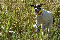 By mid-day, the sun was intense and dogs were getting hot. This Pointer's not discouraged at all, but will have a harder time scenting in the heat.