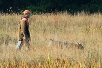 First brace of the day, and handler enters the master bird field with his Weimaraner.