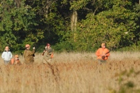 And up goes the quail, exit stage right. For this brace, one judge is on foot, and the backing handler is down with his dog.