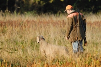 Weim on point, handler eyeing the situation.