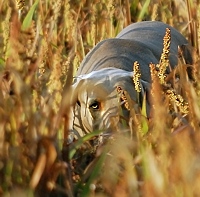 These animals are our companions, but they're still predators. Just think of it from a quail's point of view.