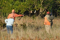 A handler, with prop-shotgun in hand, kicks up a quail in front of his shorthair, a gunner, and a judge.