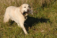 On the sidelines, between braces, this senior citizen is given a chance to retrieve a tossed chukar from the field.