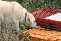 That was fun! He's found some far more lively birds in crates at the side of the field.
