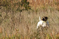 This Shorthair slams to a halt as he comes around a bit of cover and picks up bird scent. That