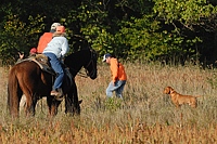 This Viszla keeps his nose on the bird while his handler works to flush it. Judges and gunners watch carefully.