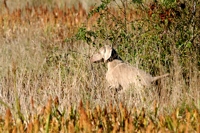 Another nice point from a Weim in the brambles.