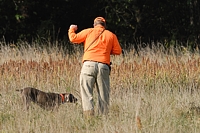 A handler raises his hand as he calls out to the judges to make sure his Weimaraner's point is being observed.