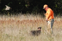 In a senior test, the handler is allowed to caution his dog when the pressure's on. The Weim's steady to flush.