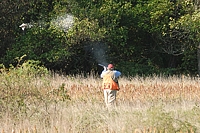 And it's the perfect hunt test bird shot - cleanly dropping the bird in workable cover at a good retrieving distance.