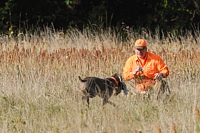 Taking up the gunner on his offer, the Weim retrieves the chukar to hand.