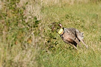 It's hard to believe a pointing dog can catch scent while moving like this, but they do. This shorthair is cornering hard to get back into the cover he thinks hides a bird.