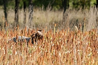 Out in front of the party, the dogs work the rows of cover. The Griffon is tall enough to see over most of the milo.