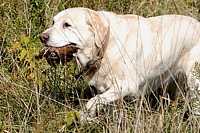 Ol' Luke, here, is very happy to finally get down to real business. The Brittany hunts and points, and then his Lab DNA kicks in once that bird is down in the cover. Still retrieving after all these years.