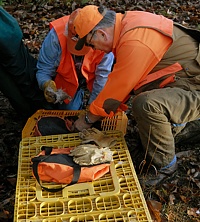 Wayne and Judy load up a bird bag with quail. Those birds will be scattered along the back course so that the brace of dogs will encounter them. They will just be flushed to test the dogs' steadiness as the handlers fire blank guns.