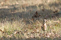 A crafty escapee from an early brace strolls along the edge of a field boundary treeline. An chukar up and walking around like this can really push a dog's buttons.