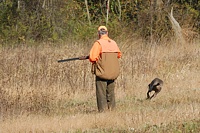 A Weim does a high-speed drive-by near a waiting gunner.