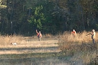 With his Shorthair on point farther down the field, a handler raises his hand to let the judges know that he intends to work that bird.