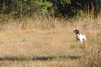 A long nose. Always trust your dog! The chukar he's on is easily 20 paces ahead in the wind.