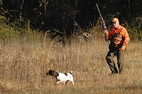 Relocated for an easier-to-follow point, the Shorthair locks up tight on the bird as a gunner comes in on his flank.