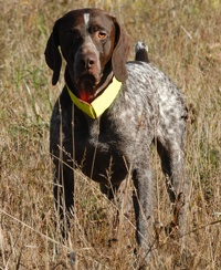 With the senior braces done, Josey here spends a little time in field checking out where the action was. He's come to a hard stop at the edge of some cover in the bird field.