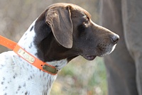 A shorthair watches the bird field from the gallery.