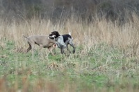 A German Wirehair on retrieve tap-dances past his Weimaraner bracemate.