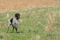 A wirehair stops in his tracks while honoring another dog on point.