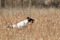 Pointer on retrieve.