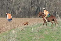 As a handler kicks around in the cover for the bird his Vizsla is pointing, the mounted judge moves in for a better look.