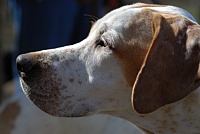 Pointer profile.