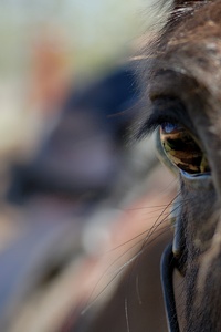 The test Marshal's horse eyes the gallery area between runs to plant birds on the back course.