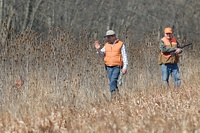 A handler approaches his pointing Vizsla, barely visible in the cover, as his gunner waits for events to unfold.