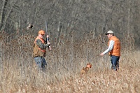 But the quail flushes straight for the gallery, so the gunner holds his shot.