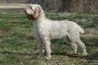 Spinone Italiano