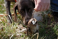 A young GSP gets a nose full of recently retrieved quail from the bird field. The sights and sounds of a hunt test can broaden a pup's horizons.