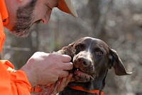 Nope, not a chew toy.