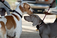 Field events can be a great melting pot. A great chance for green dogs to see their counterparts from other breeds and to get more comfortable, socially.