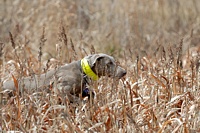 A Weim ploughs through the cover.