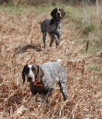 Still backing, and pointing steadily. Both shorthairs are staunch enough to not mind a photographer stomping around near the bird.