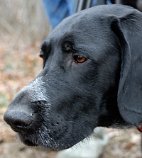 Pointing dogs often pose well - perhaps it's actually related to their pointing and honoring urges.