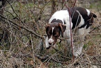 Di, a young Brittany pup, is hot on the trail of a recently deceased chukar partridge that's been placed in the cover behind the club house. She <i>gets it</i>, Di does.