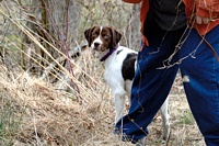 And in a flurry of old weeds, mom tosses the chukar off in a simulated flush.