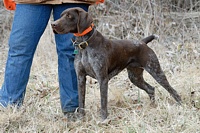 A German Shorthair, anxious to get going on the Junior Hunter course.