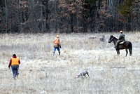 In the Junior test's bird field, the two handlers try to keep their dogs working different areas of the field. One judge watches each dog.