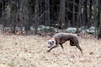 Working the treeline that borders the Junior bird field.