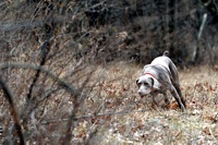 Hunting instincts kicking in at a hunt test: staying close to the woodlines into which the quail have been flushing all day.