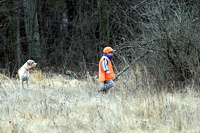 Heading into the thicket to flush a quail in front of his staunch Pointer.